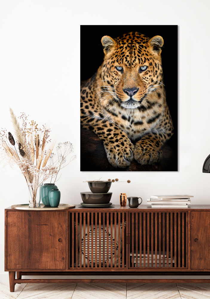 Alubild Leo mit Stahlblauem Blick image LAND