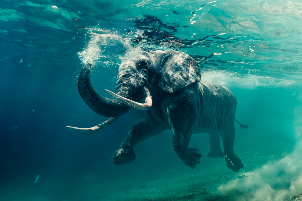 Alubild-Schwimmender Elefant-image LAND