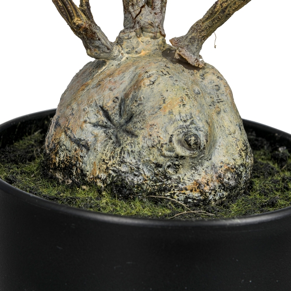 Kunstpflanze Mühlenbeckia im Topf, Grün H: 91 cm Gasper