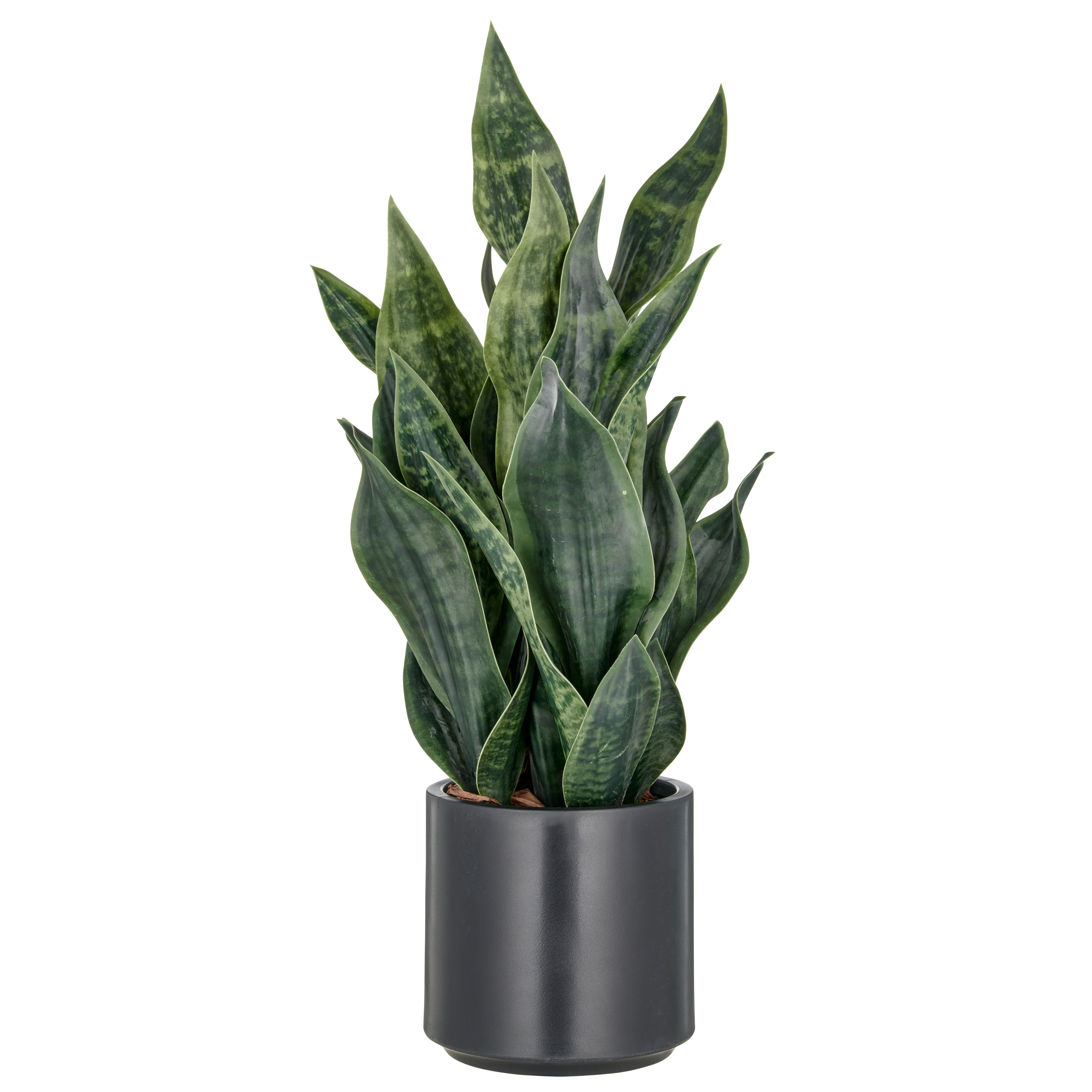 Gasper Kunstpflanze Sansevieria Grey Stripe, Dunkelgrün  | Schubiger Möbel