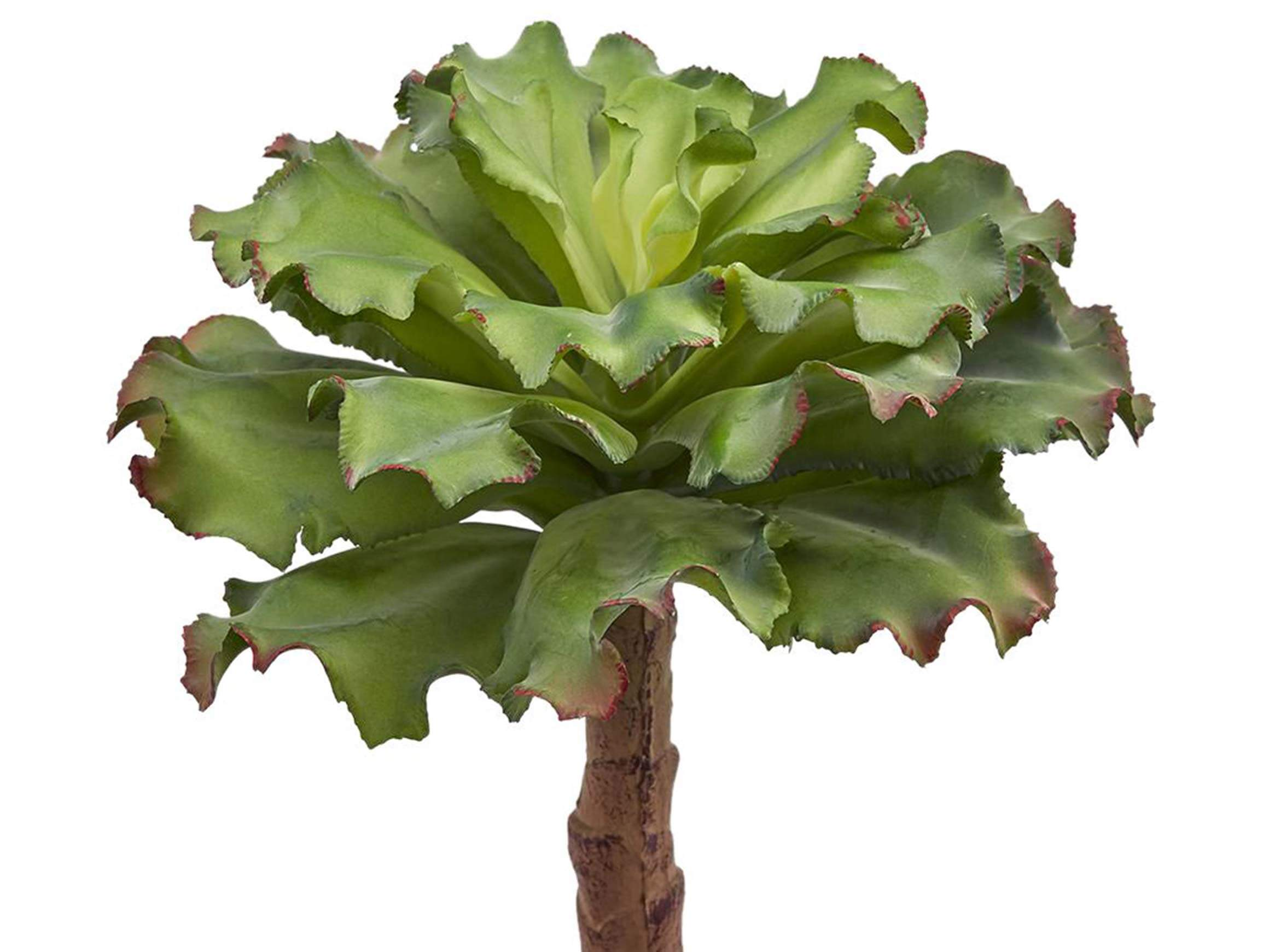 Sukkulente Grün h: 36 cm Edg