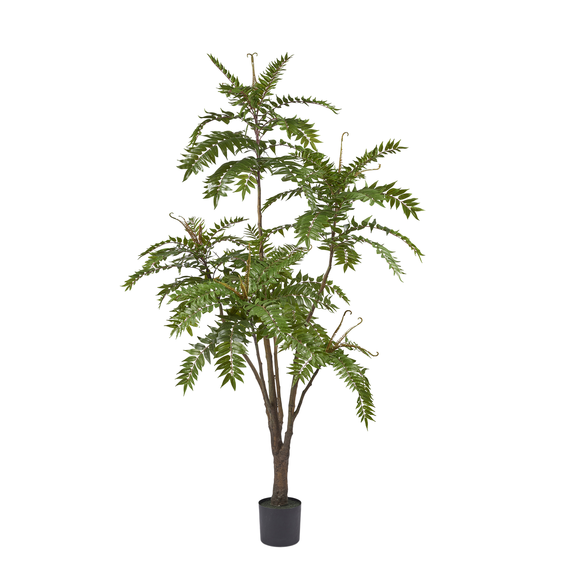 Edg Kunstpflanze Götterbaum H: 220 cm  | Schubiger Möbel