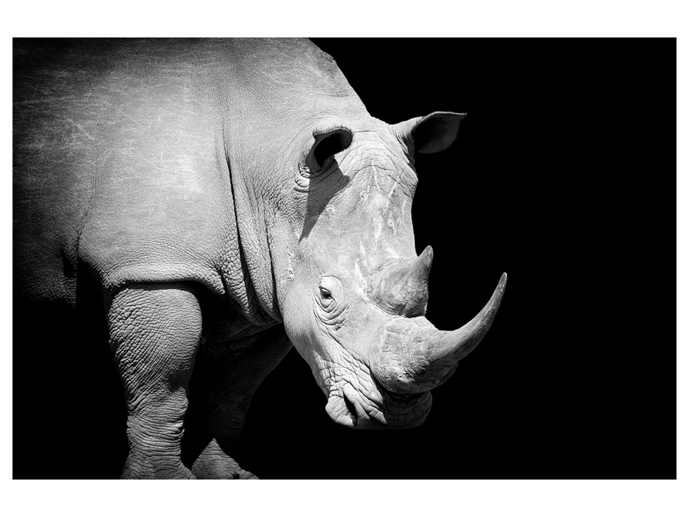 Digitaldruck auf Acrylglas Nashorn image LAND / Grösse: 120 x 80 cm