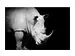 Digitaldruck auf Acrylglas Nashorn image LAND / Grösse: 120 x 80 cm