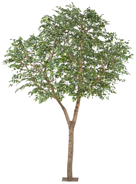 Kunstpflanzen Ficus Benjamina Naturstamm Auf Metallplatte H: 310 Gasper / Grösse: x cm