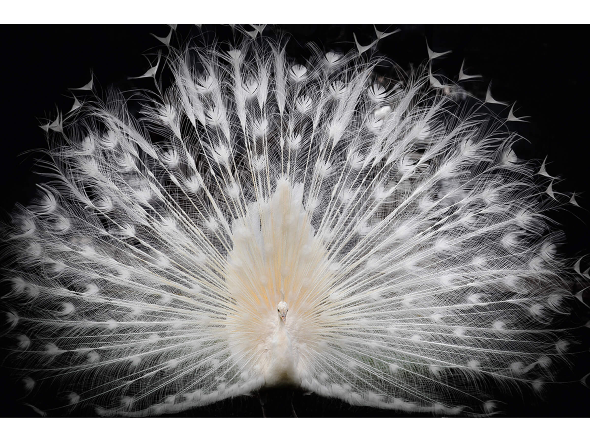 3a ART Bildsystem Black + White  | Schubiger Möbel