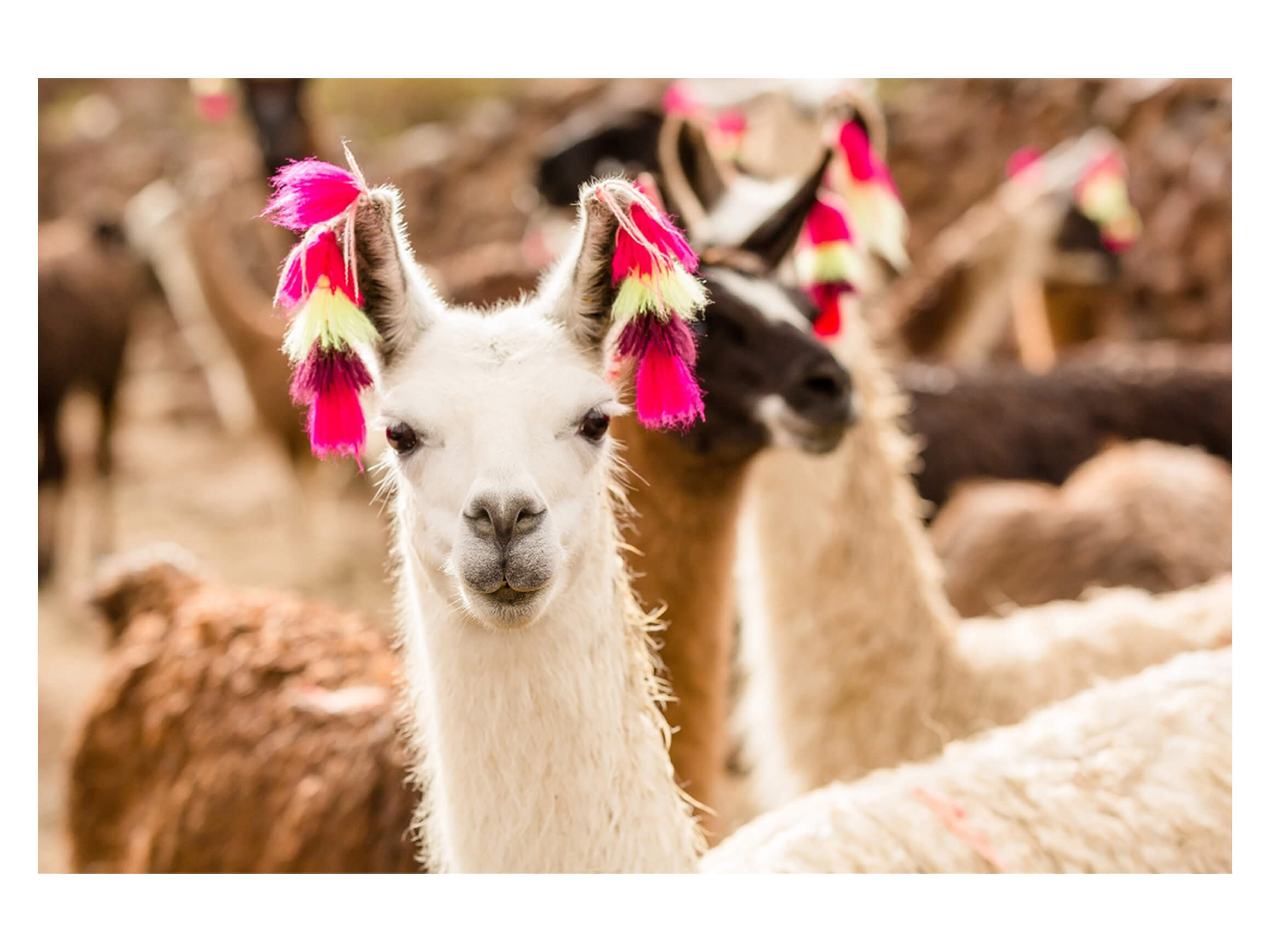 Digitaldruck auf Acrylglas Lama mit Ohrschmuck image LAND / Grösse: 120 x 80 cm
