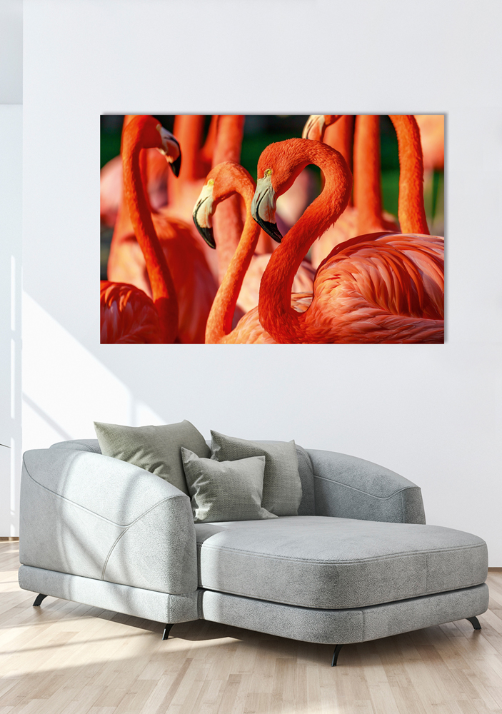 Alubild-Flamingos-image LAND