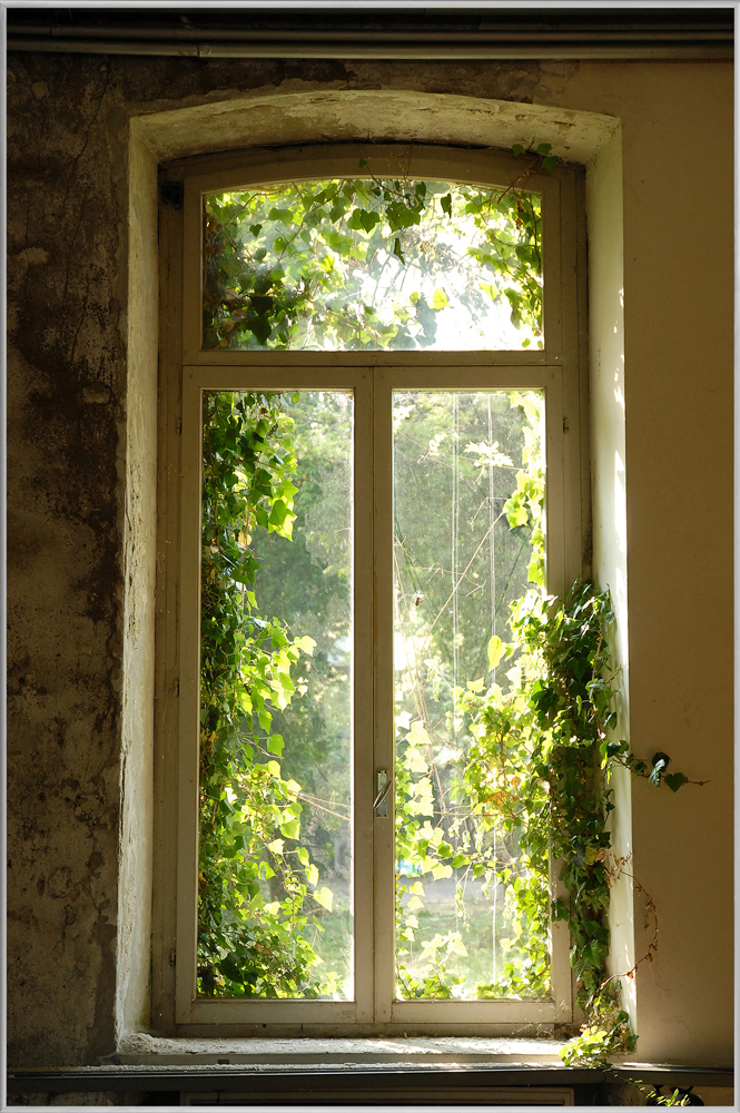 Bild mit Rahmen-Fenster Bewachsen mit Laub-image LAND