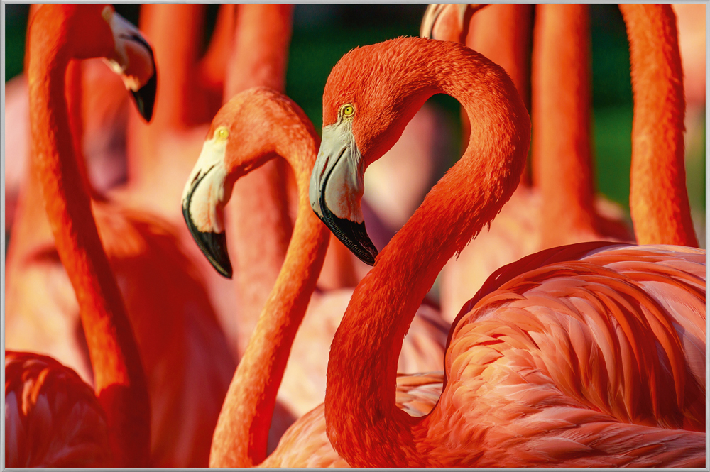 Bild mit Rahmen Flamingos image LAND