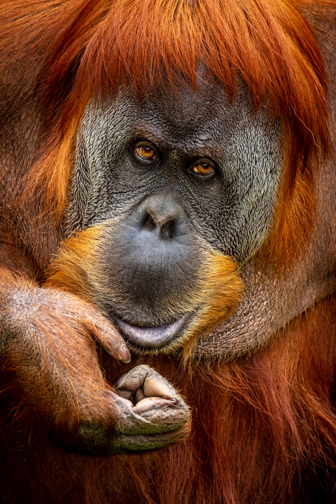 Alubild Orang-Utan image LAND