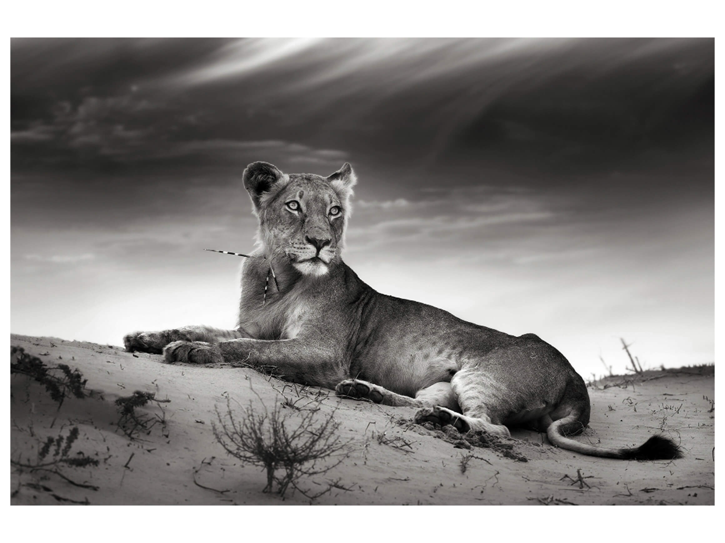 Digitaldruck auf Glas Löwin image LAND