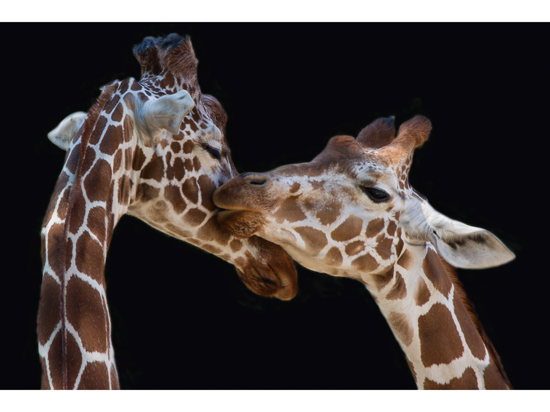 3a ART Bildsystem outdoor The Kiss  | Schubiger Möbel