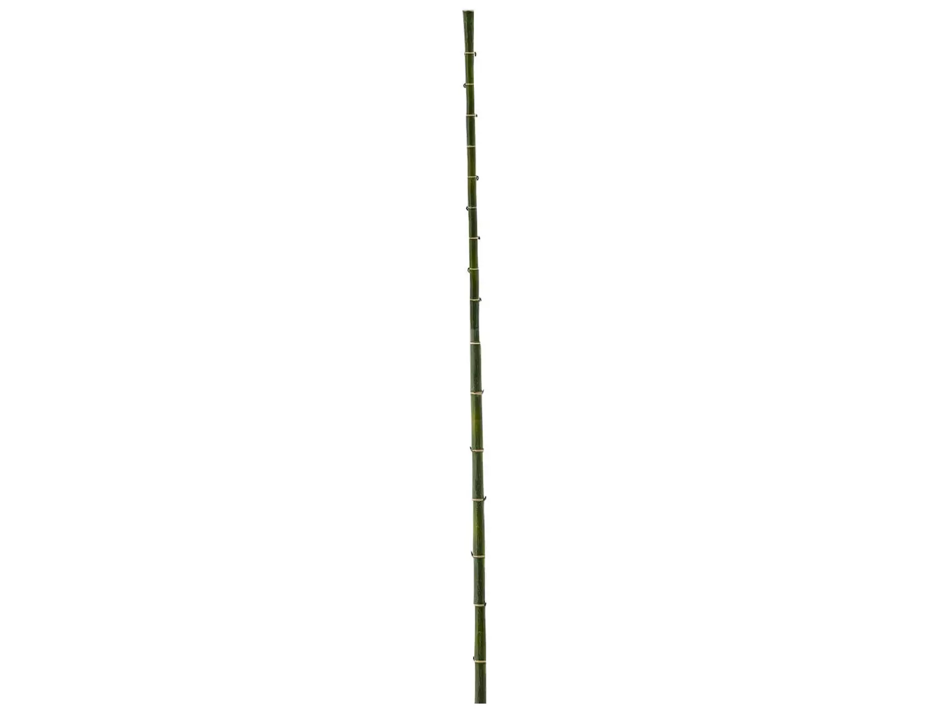 Kunstpflanze Bambus Grün h: 185 cm