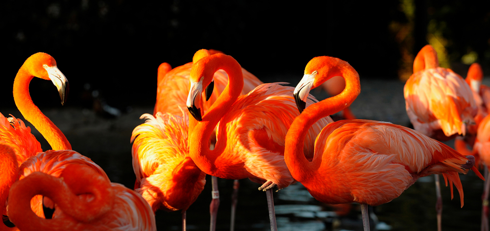 Alubild-Flamingos-image LAND
