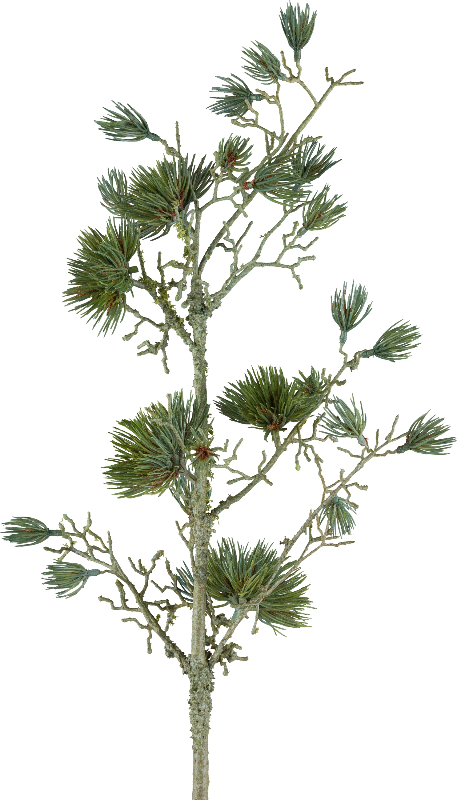 Gasper Kunstblumen Zedernzweig, Grün H: 68 cm  | Schubiger Möbel