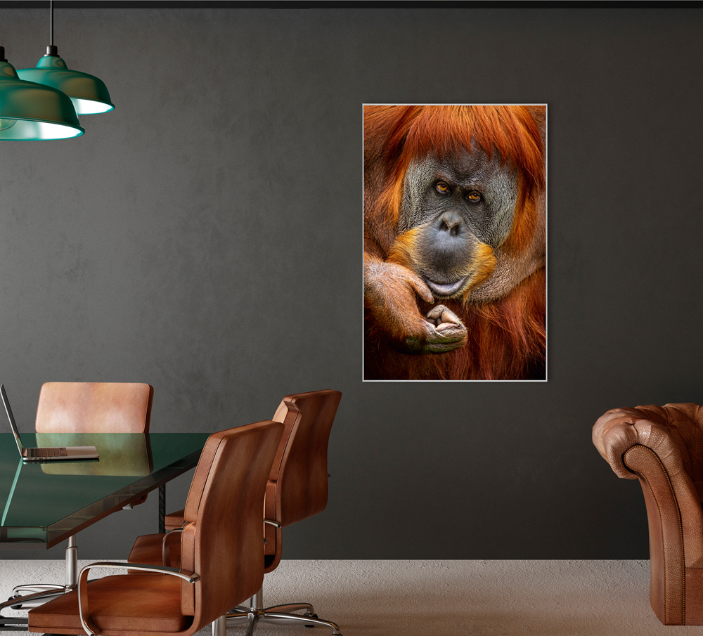 Bild mit Rahmen-Orang-Utan-image LAND