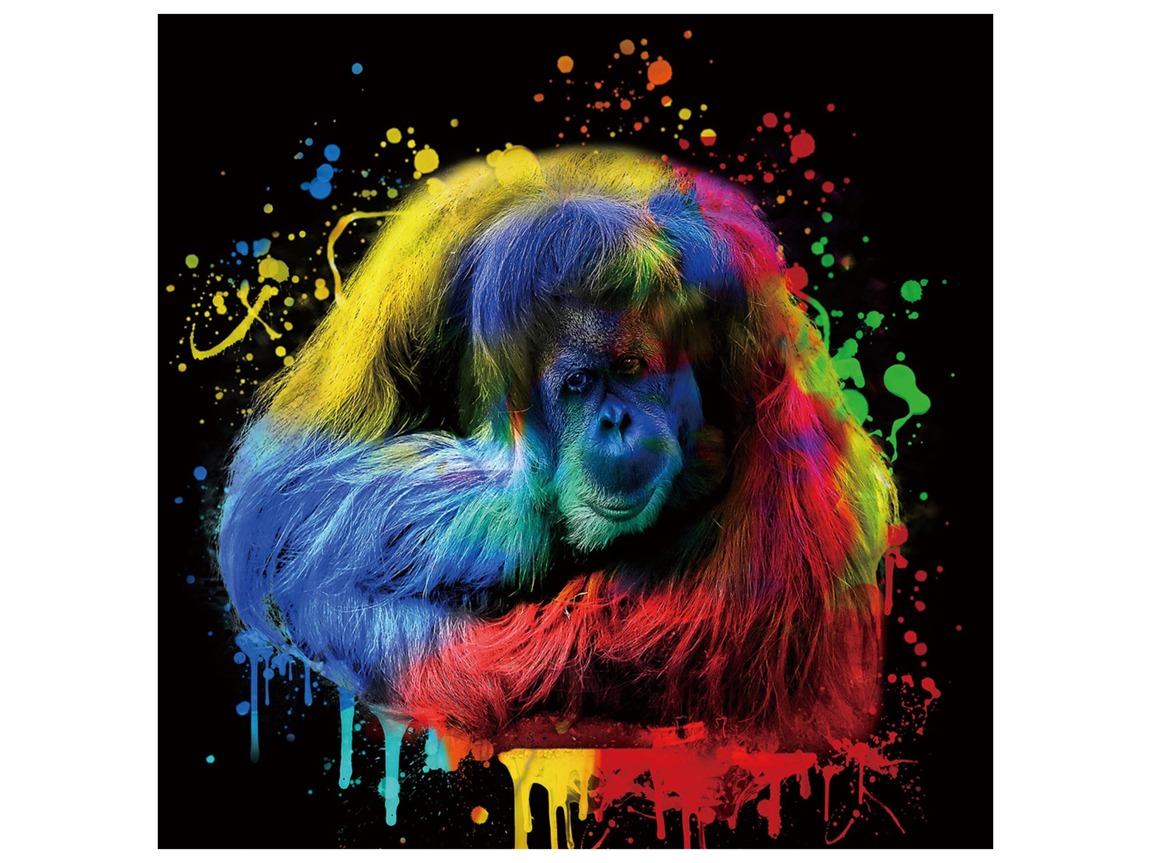 Digitaldruck auf Glas Farbkomposition Orang Utan Auf Schwarzem Hintergru image LAND