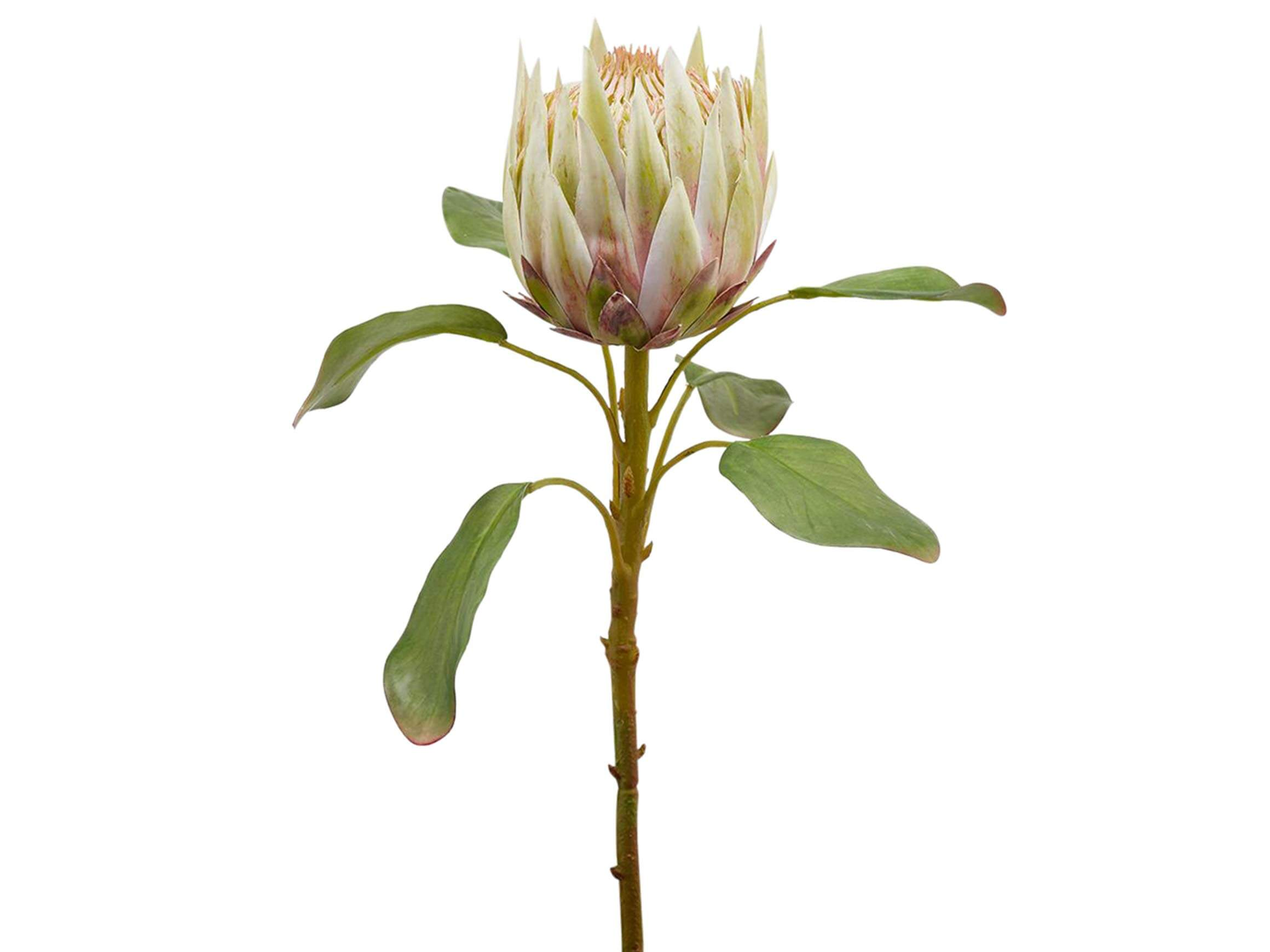 Protea Cream h: 66 cm Edg