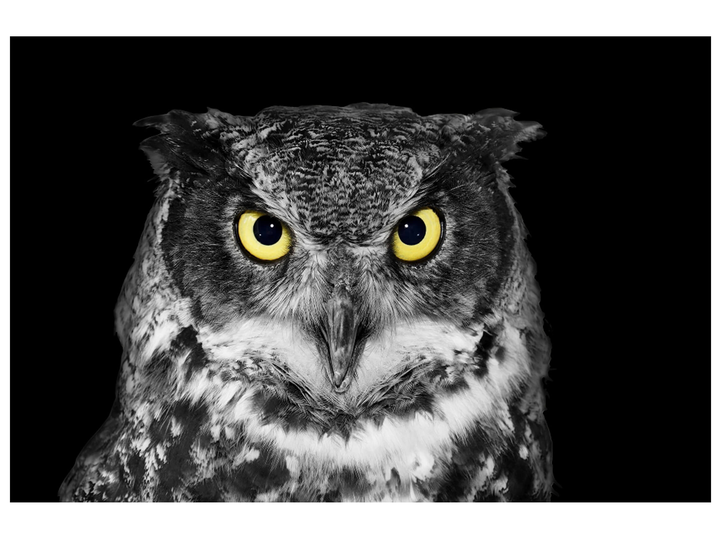 Digitaldruck auf Acrylglas Eule image LAND / Grösse: 120 x 80 cm