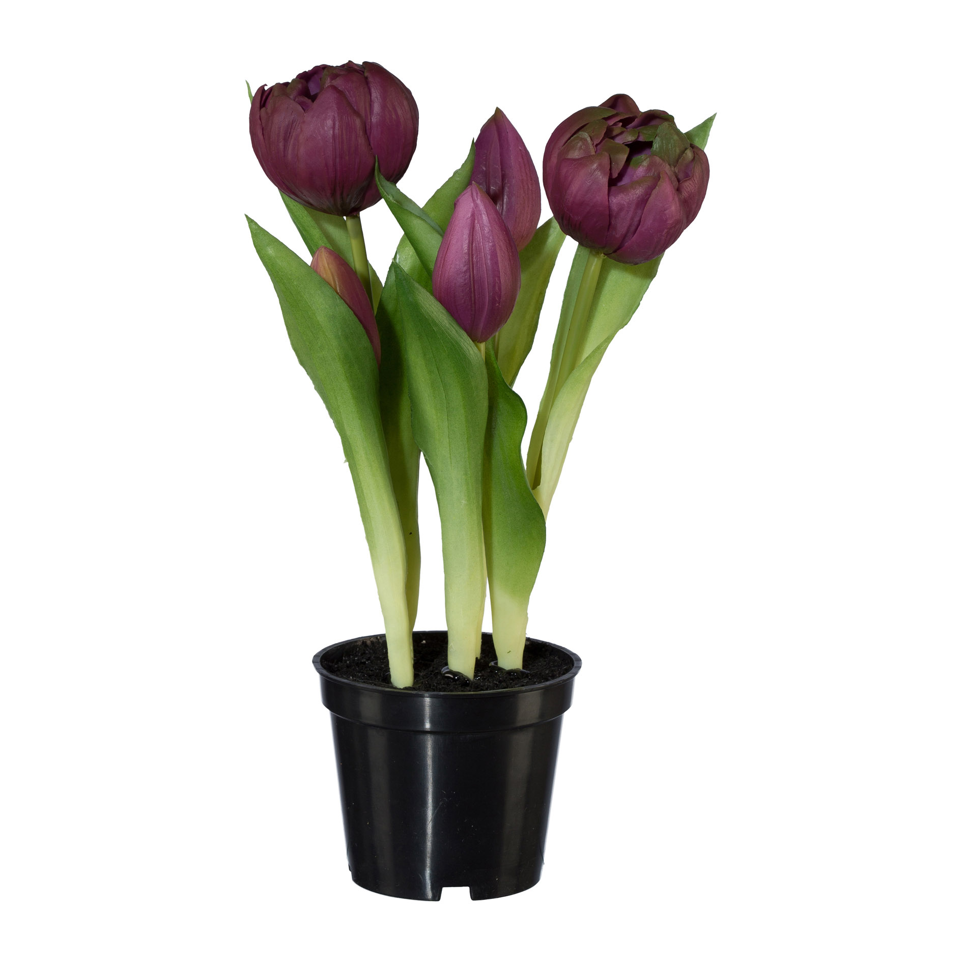 Gasper Gefüllte Tulpen im Topf Violett Gefüllt  | Schubiger Möbel