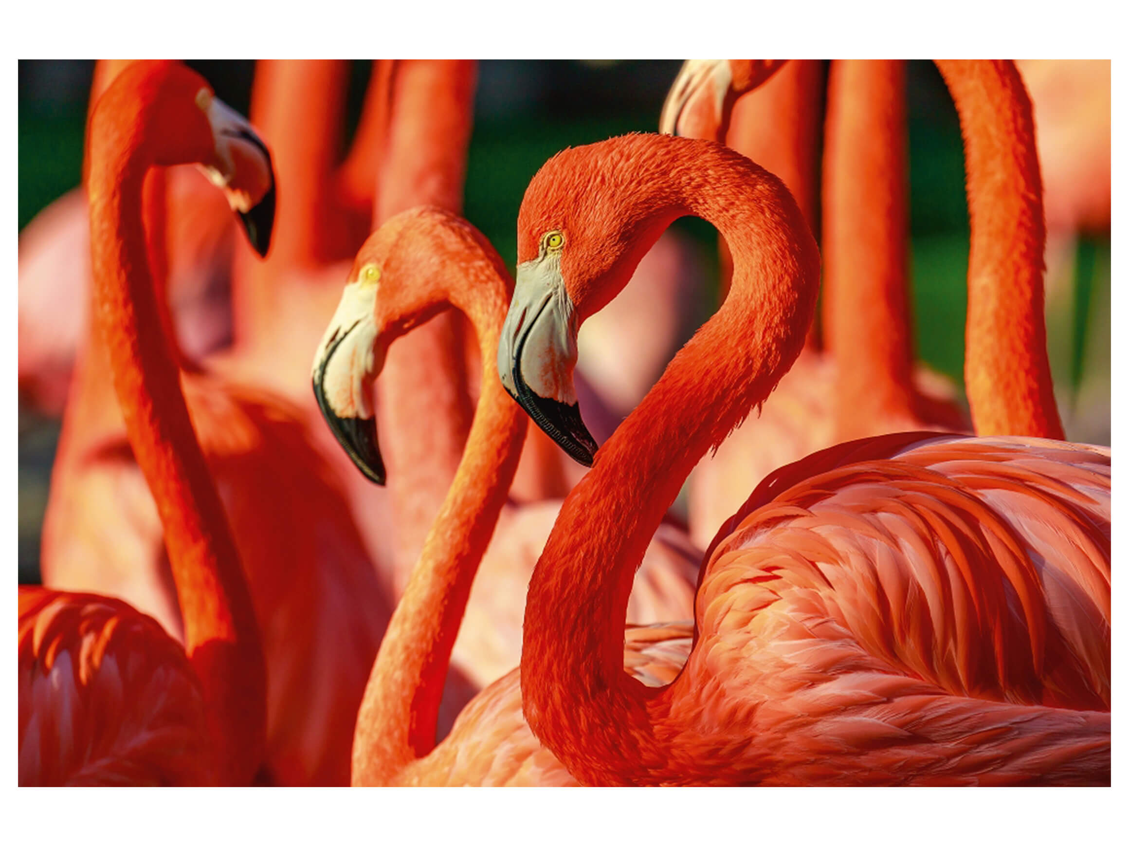 Digitaldruck auf Acrylglas Flamingos image LAND / Grösse: 120 x 80 cm