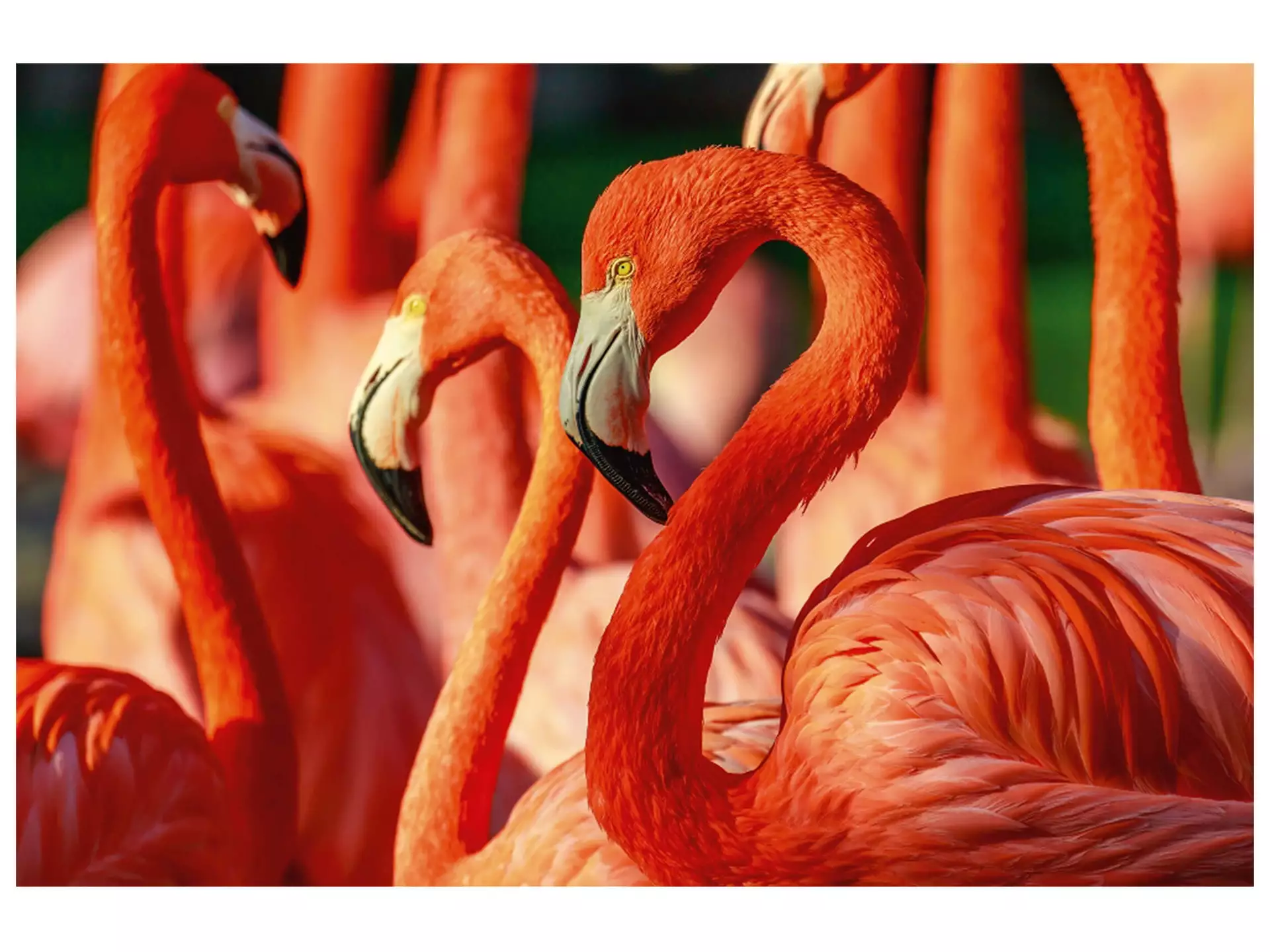 Digitaldruck auf Acrylglas Flamingos image LAND / Grösse: 120 x 80 cm