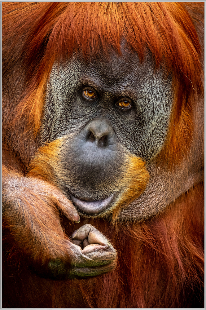 Bild mit Rahmen-Orang-Utan-image LAND