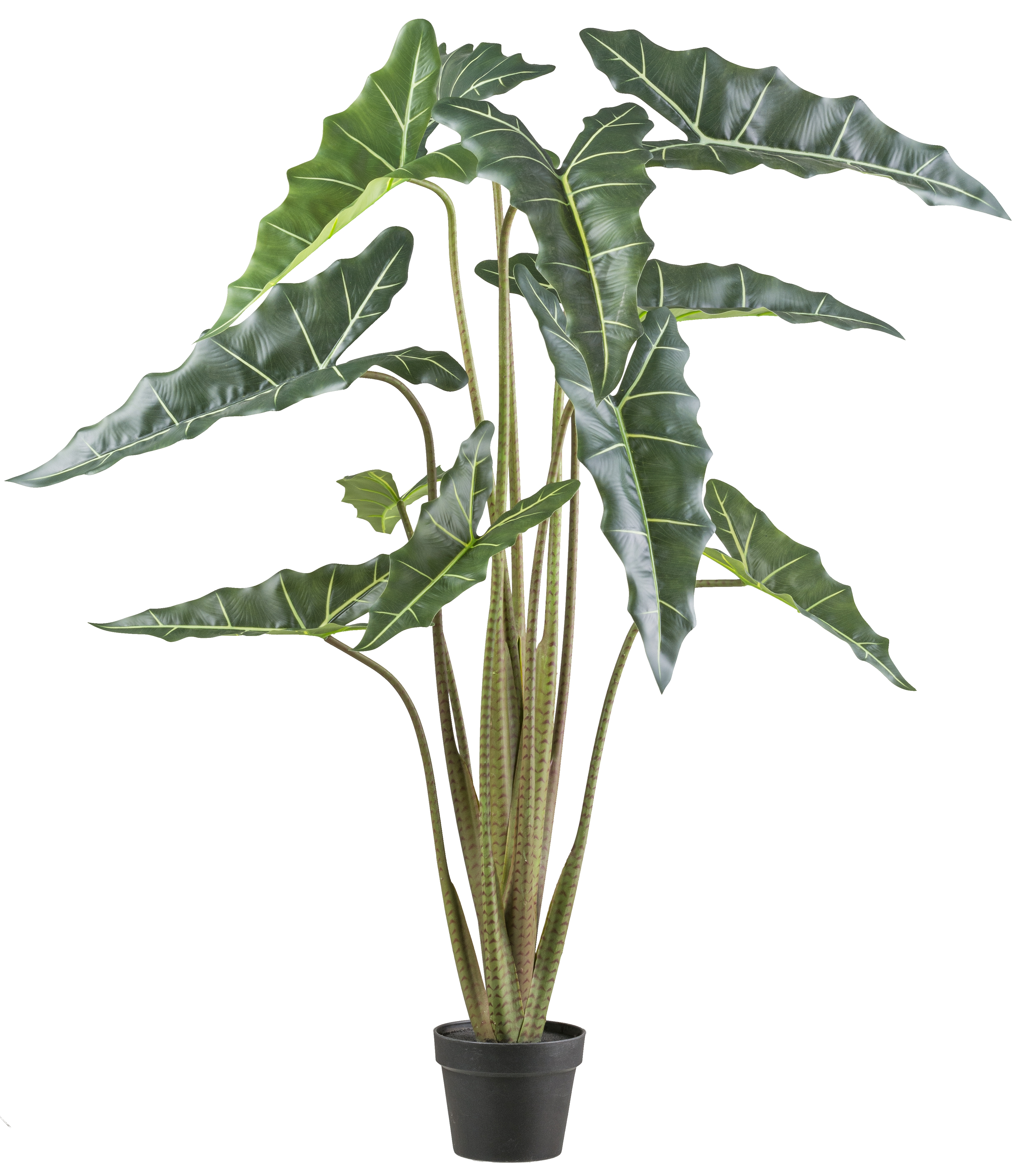 Gasper Kunstpflanze Alocasia Grün | Schubiger Möbel