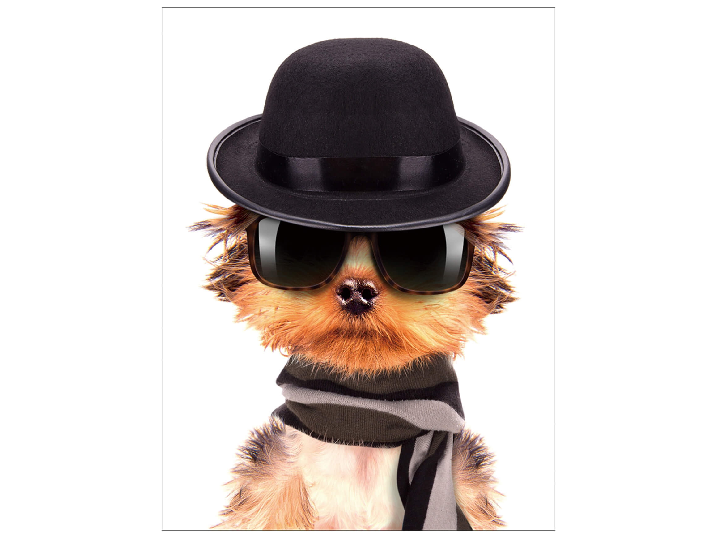 Digitaldruck auf Glas Hundemännchen mit Melone und Sonnenbrille image LAND