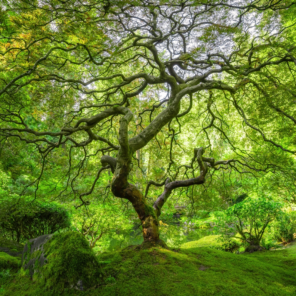 Canvas-Bauminsel-image LAND
