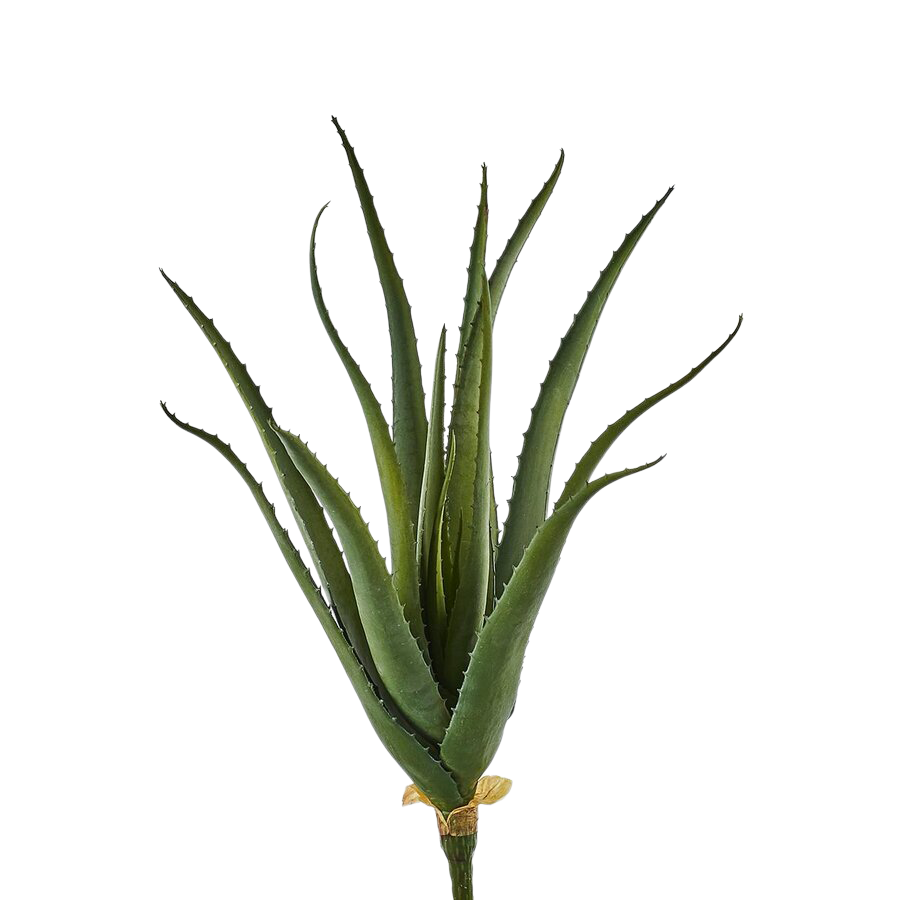 Edg Kunstpflanze Aloe H: 50 cm  | Schubiger Möbel