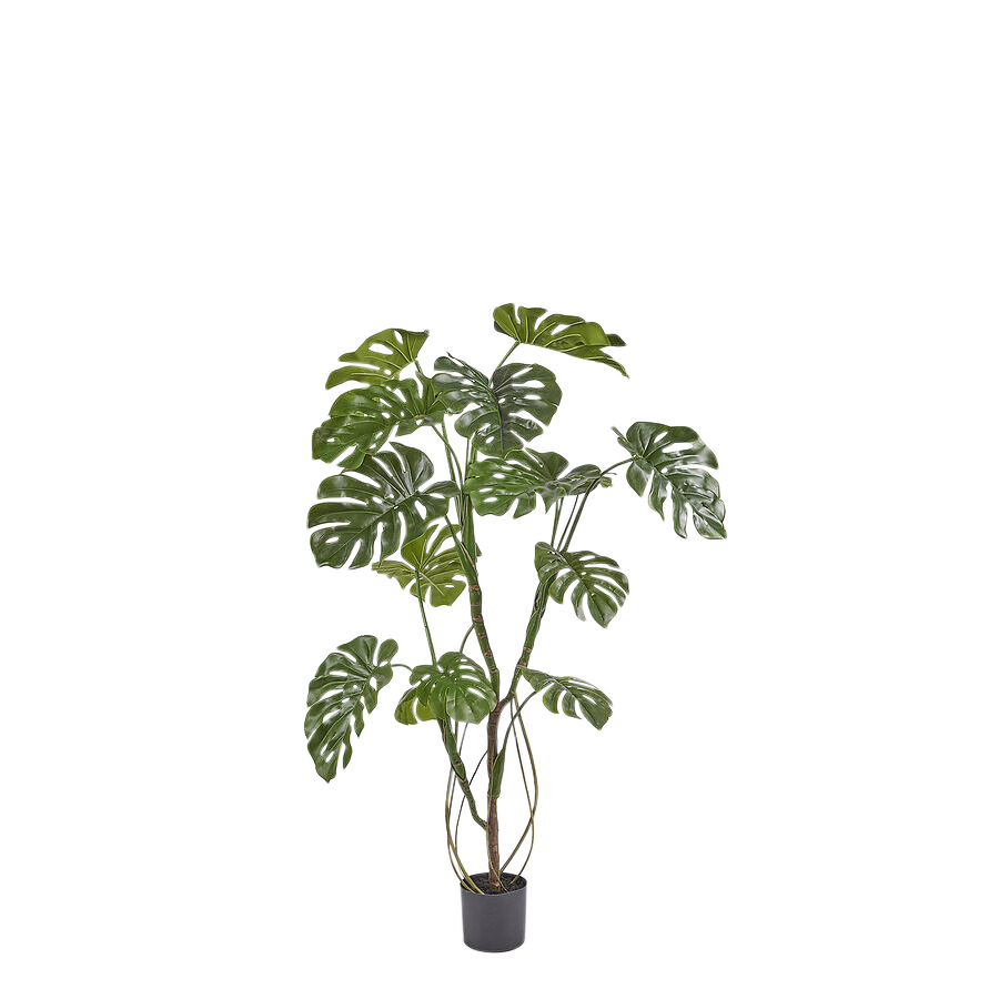 Edg Kunstpflanze Monstera H: 150 cm  | Schubiger Möbel
