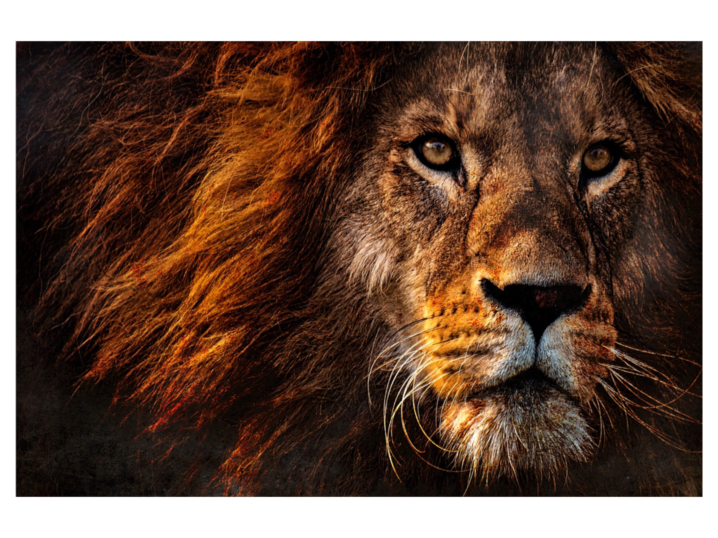 Digitaldruck auf Glas Portrait Eines Löwen image LAND / Grösse: 120 x 80 cm