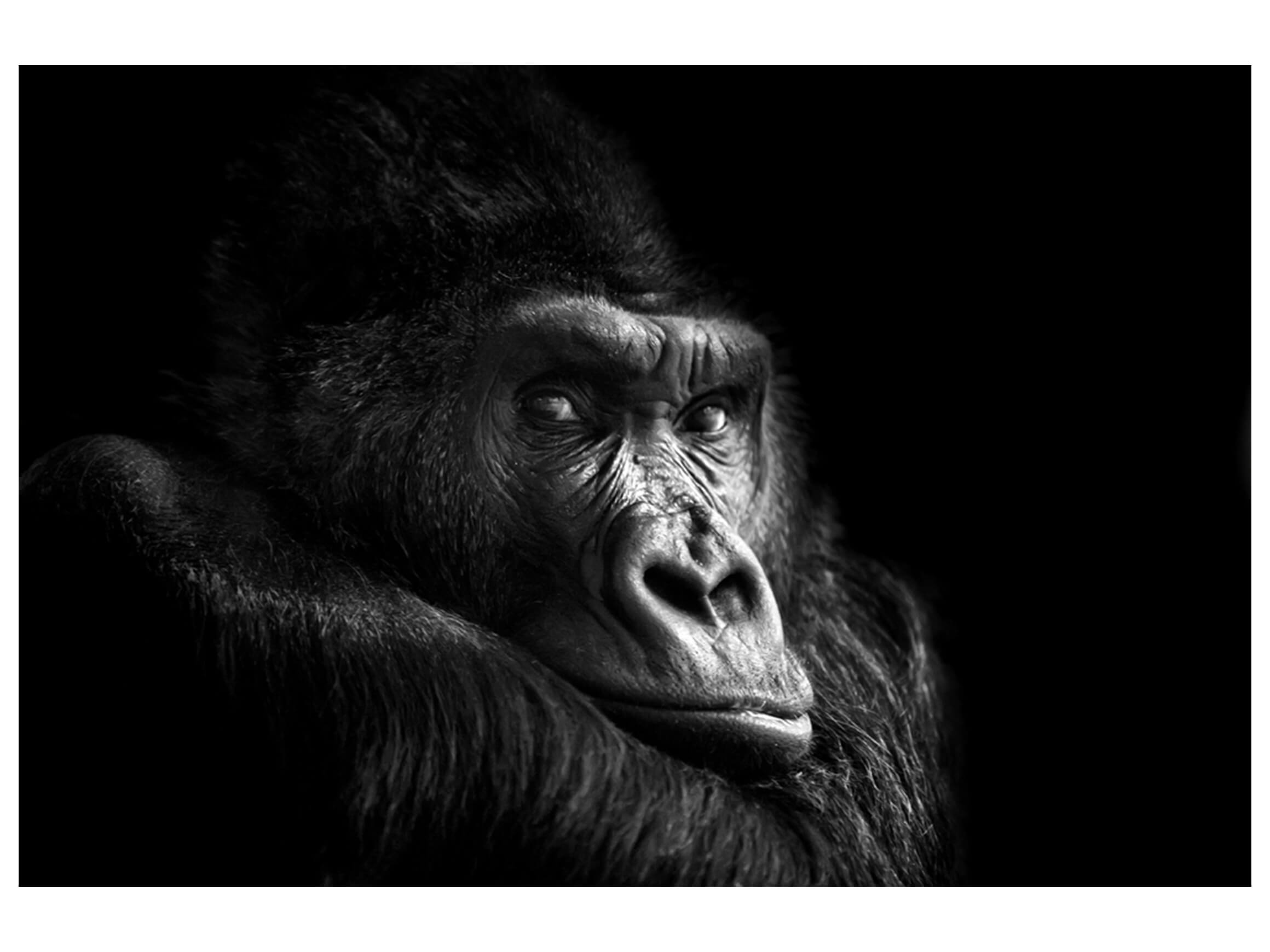 Digitaldruck auf Glas Gorilla image LAND