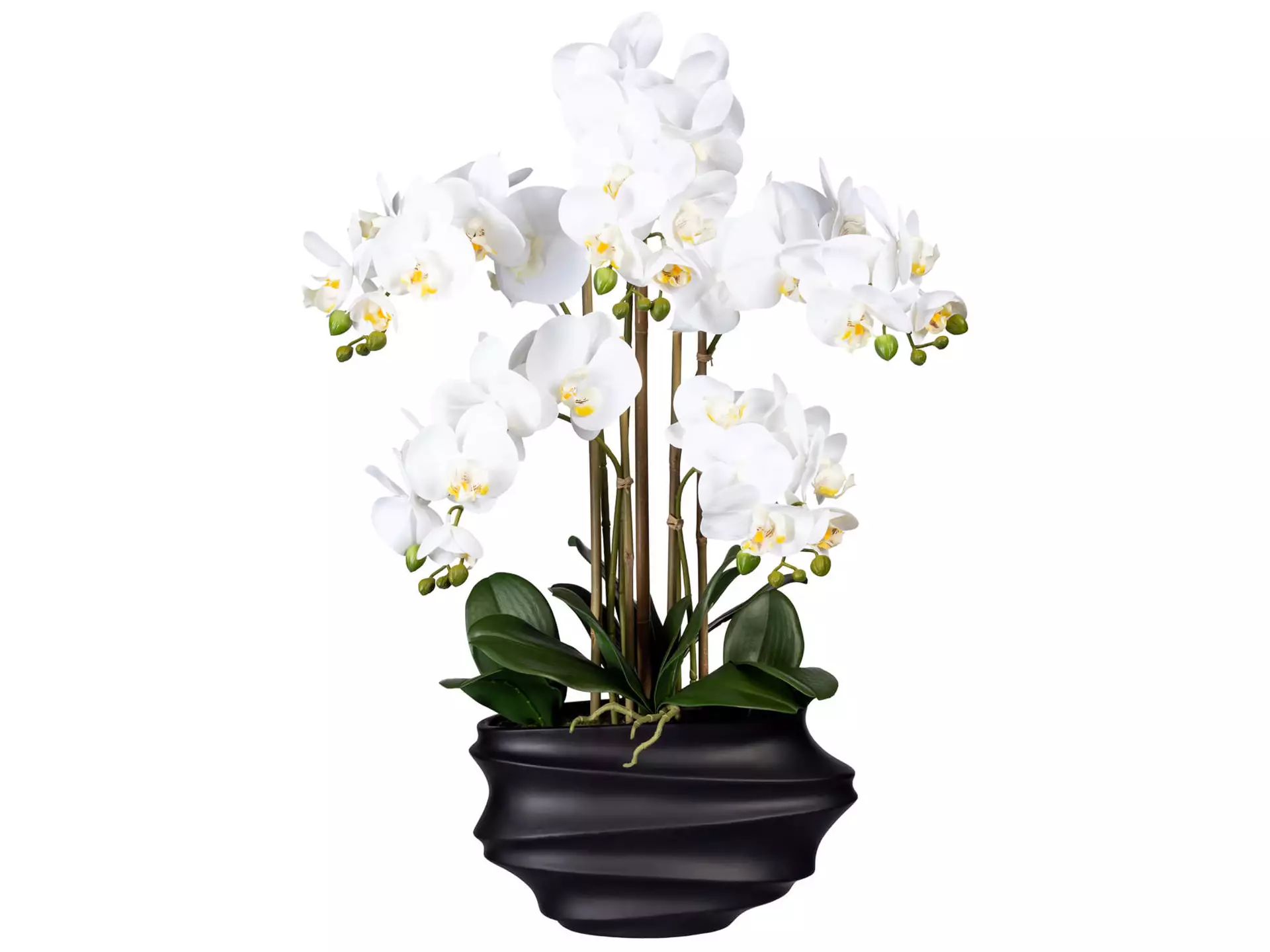 Orchideenpflanze Keramikschale Schwarz H: 75 cm Gasper