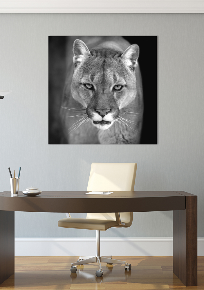 Acrylglasbild Puma image LAND