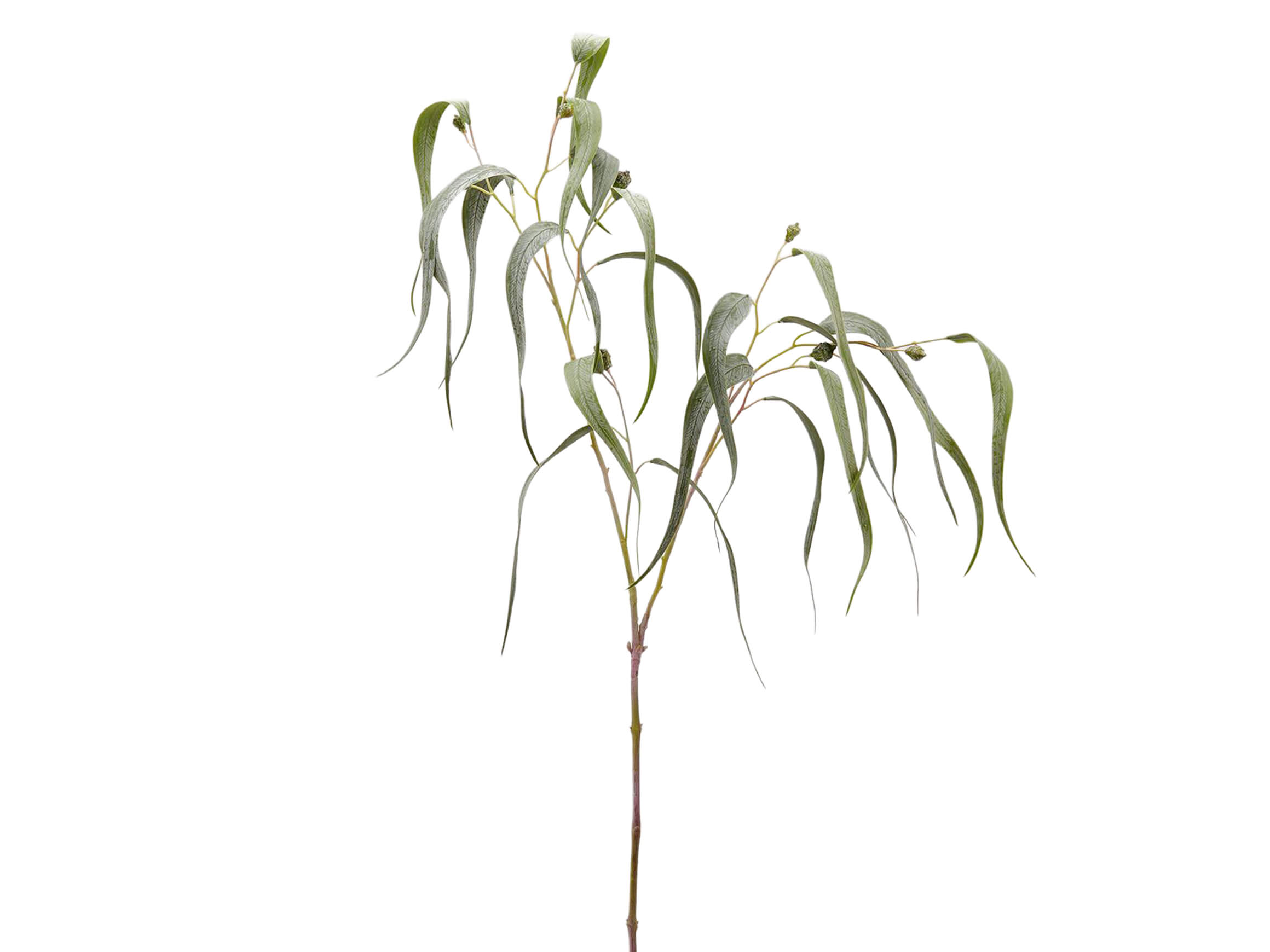 Edg Kunstblume Eucalypthus H: 115 cm  | Schubiger Möbel