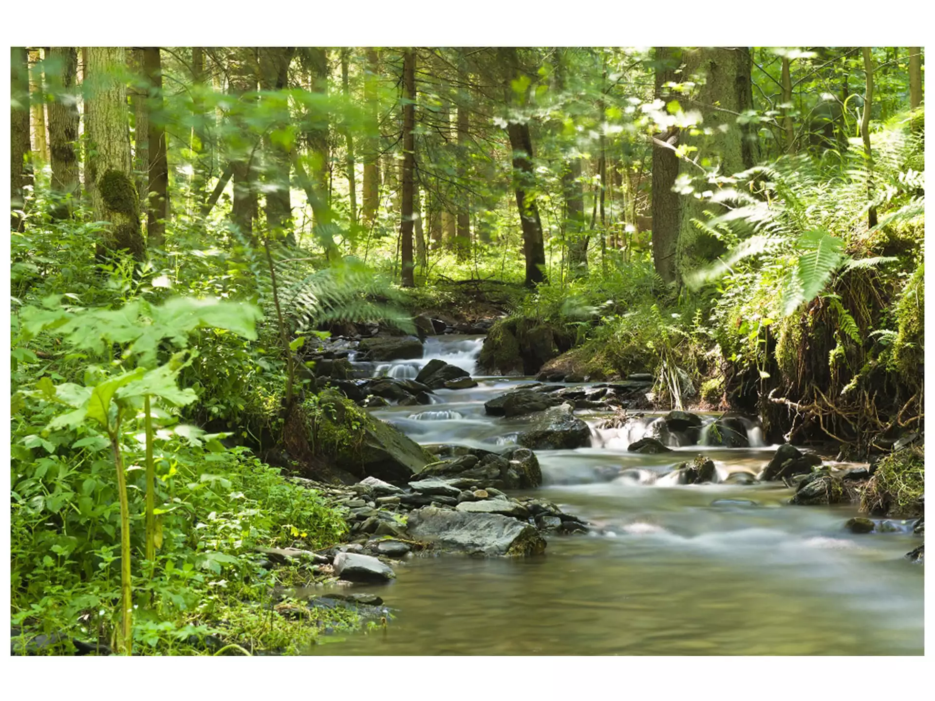 Digitaldruck auf Glas Flusslauf im Wald 1 image LAND