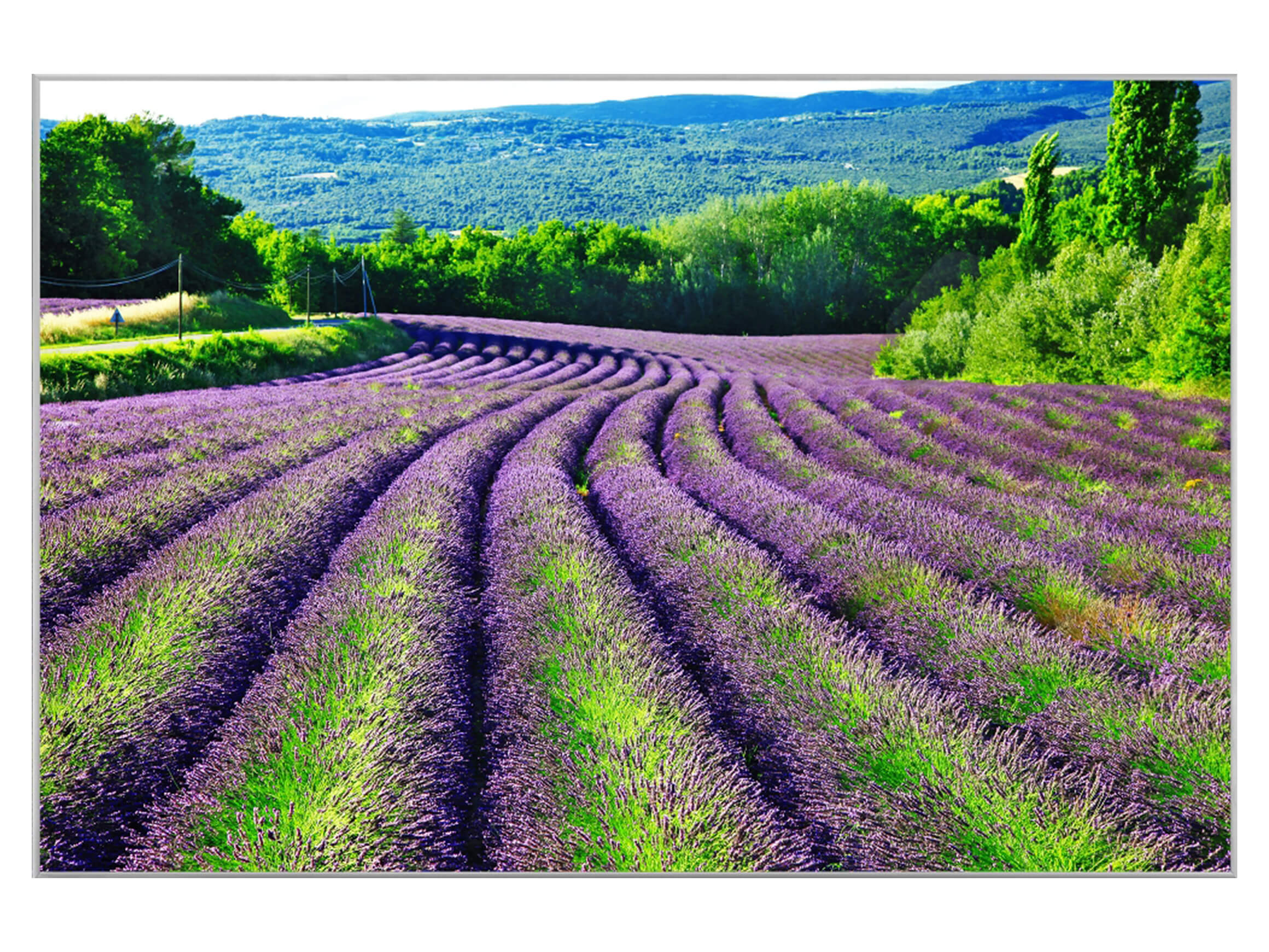 Digitaldruck auf Acrylglas Lavendelfeld 1 image LAND / Grösse: 90 x 60 cm