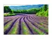 Digitaldruck auf Acrylglas Lavendelfeld 1 image LAND / Grösse: 90 x 60 cm