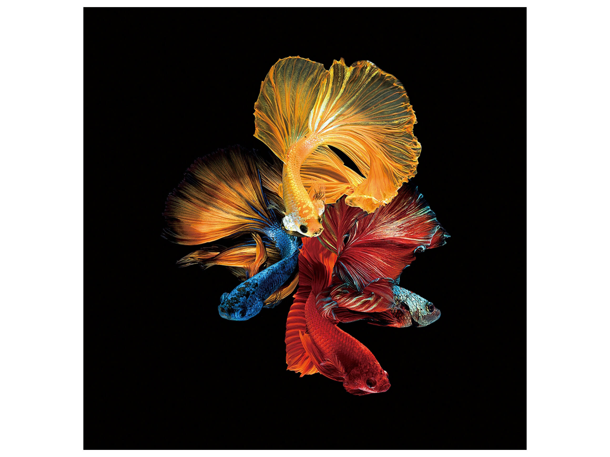 Digitaldruck auf Glas Bunte Schleierschwänze image LAND