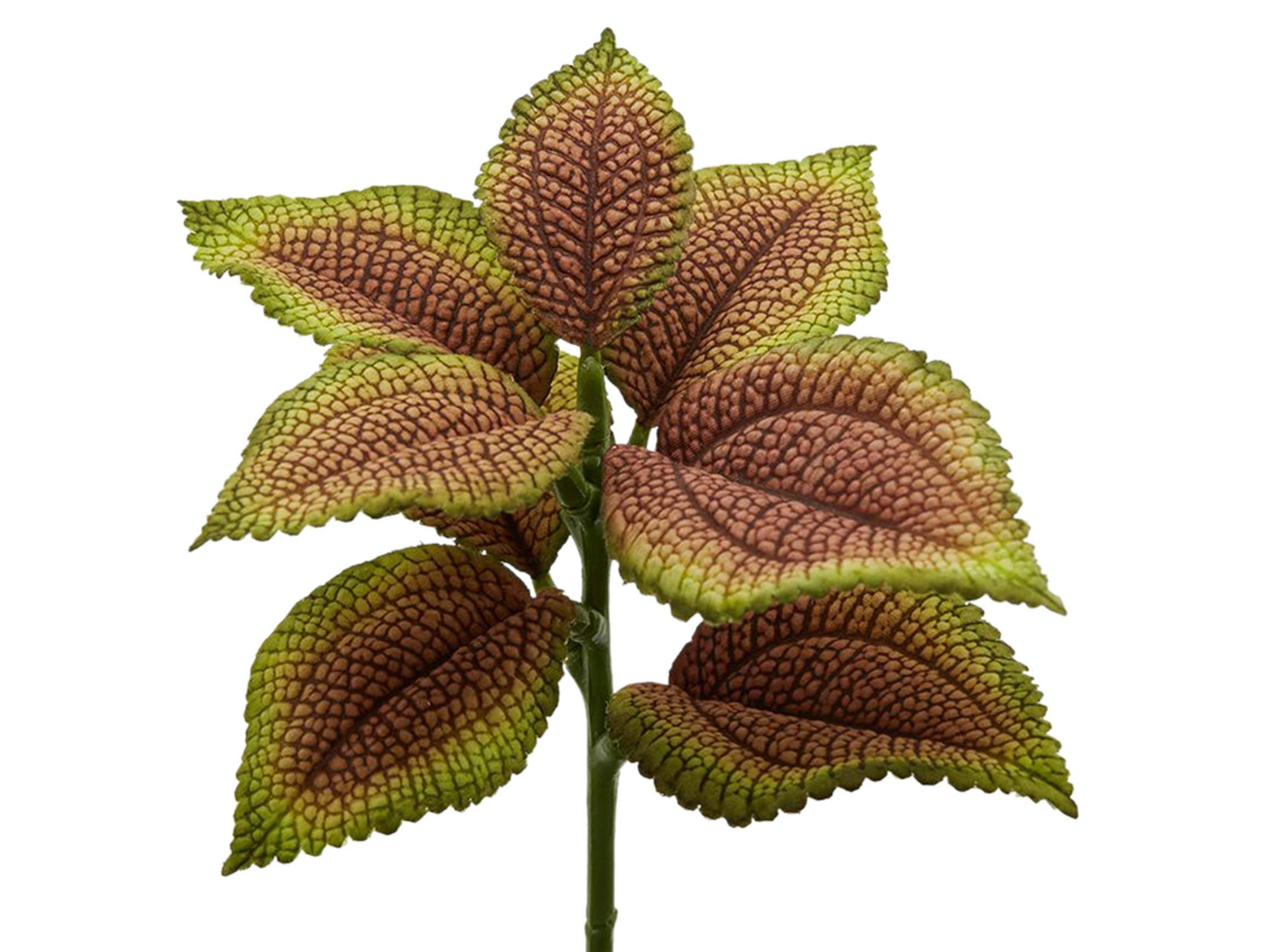 Edg Kunstblume Buntnessel Grün-Rot H: 24 cm Grün | Schubiger Möbel