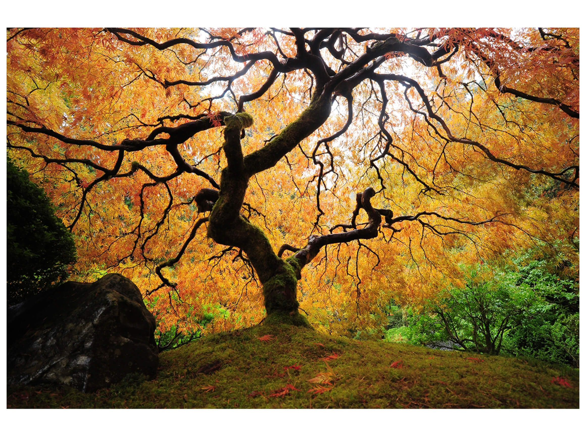 Digitaldruck auf Acrylglas Der Baum image LAND / Grösse: 150 x 100 cm