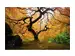 Digitaldruck auf Acrylglas Der Baum image LAND / Grösse: 150 x 100 cm