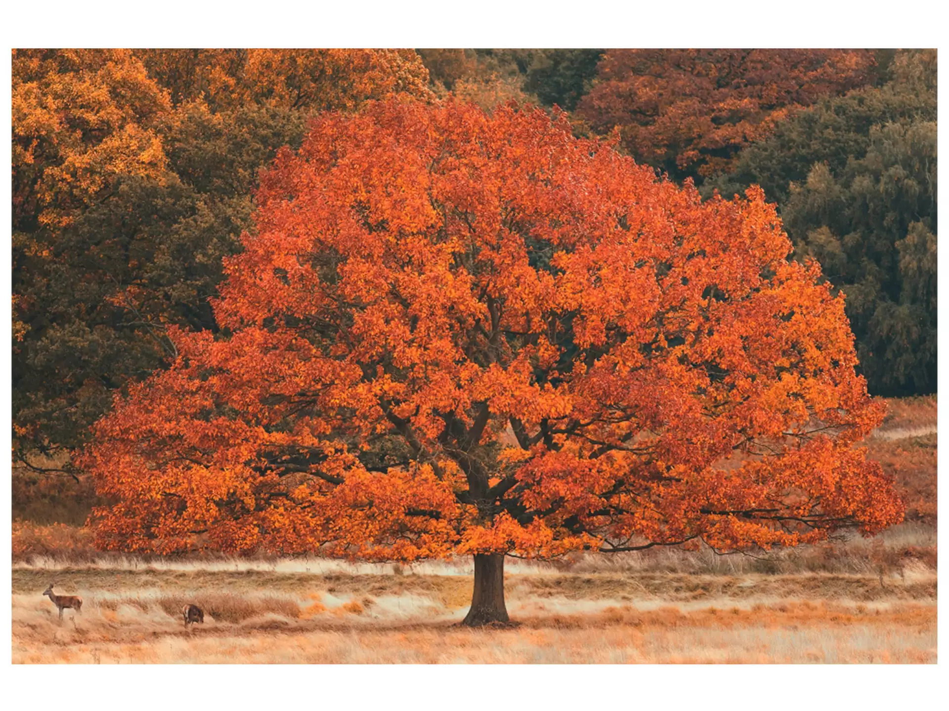 Digitaldruck auf Acrylglas Herbstbaum image LAND / Grösse: 120 x 80 cm