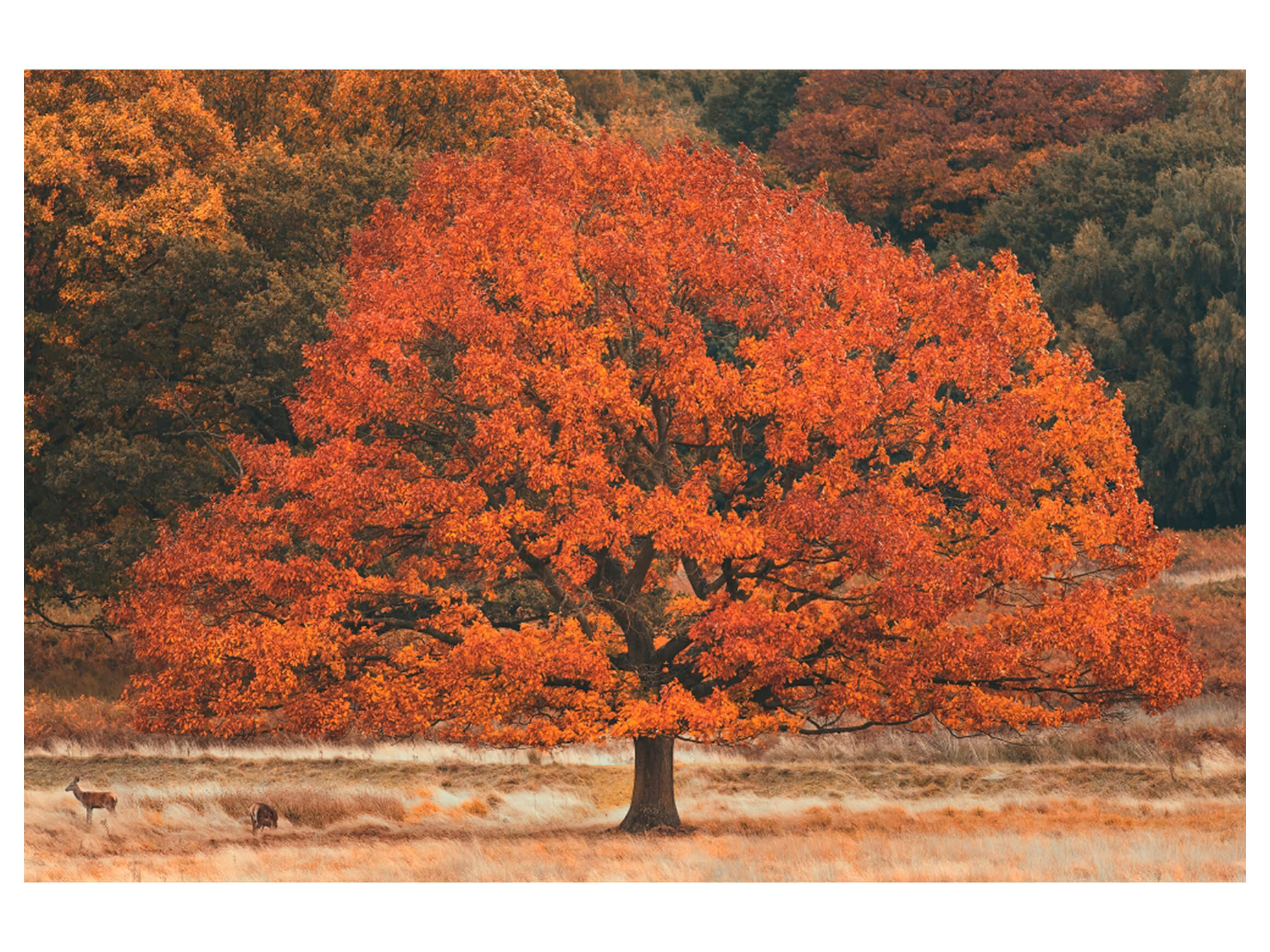Digitaldruck auf Acrylglas Herbstbaum image LAND / Grösse: 120 x 80 cm