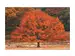 Digitaldruck auf Acrylglas Herbstbaum image LAND / Grösse: 120 x 80 cm