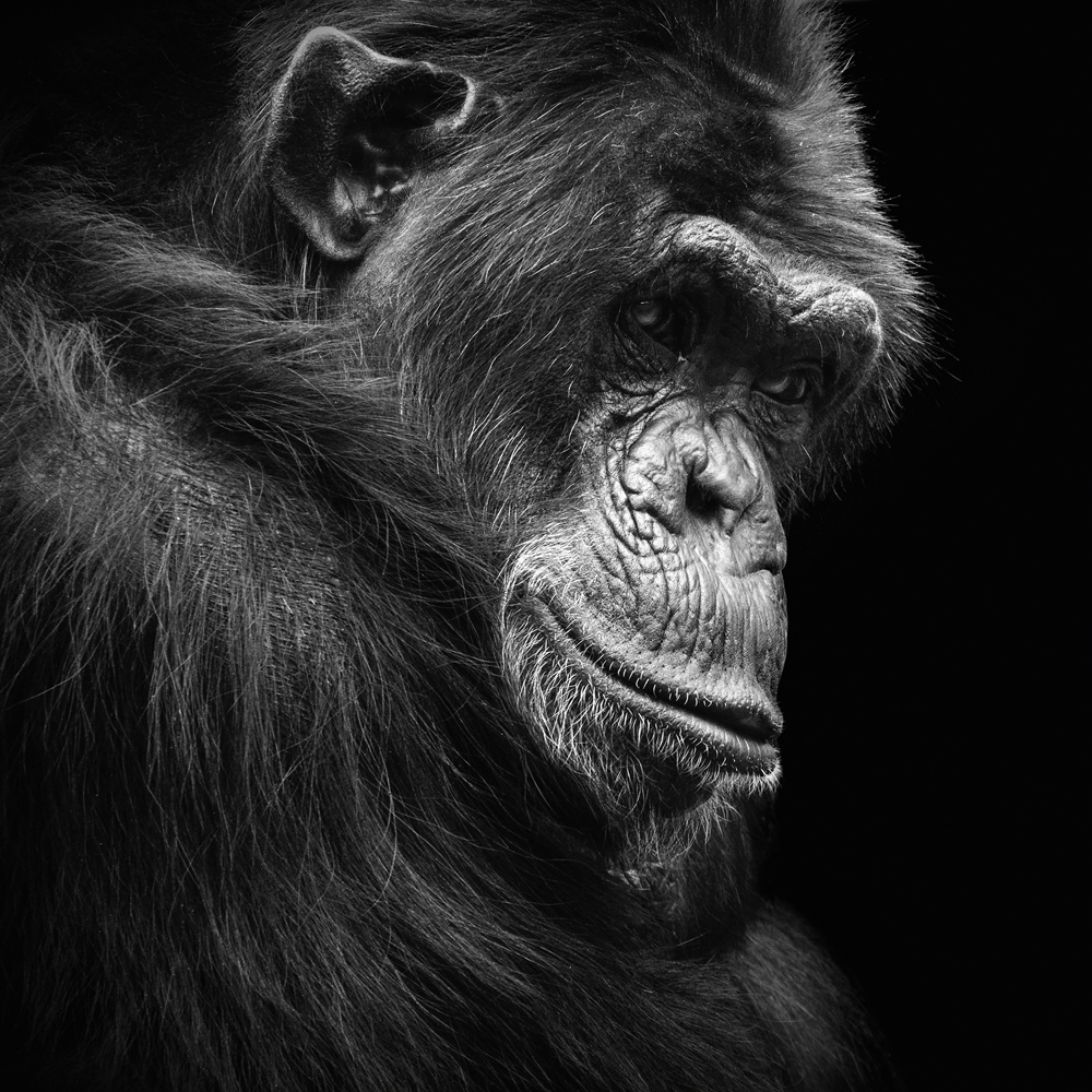 Alubild-Schimpanse in Gedanken-image LAND