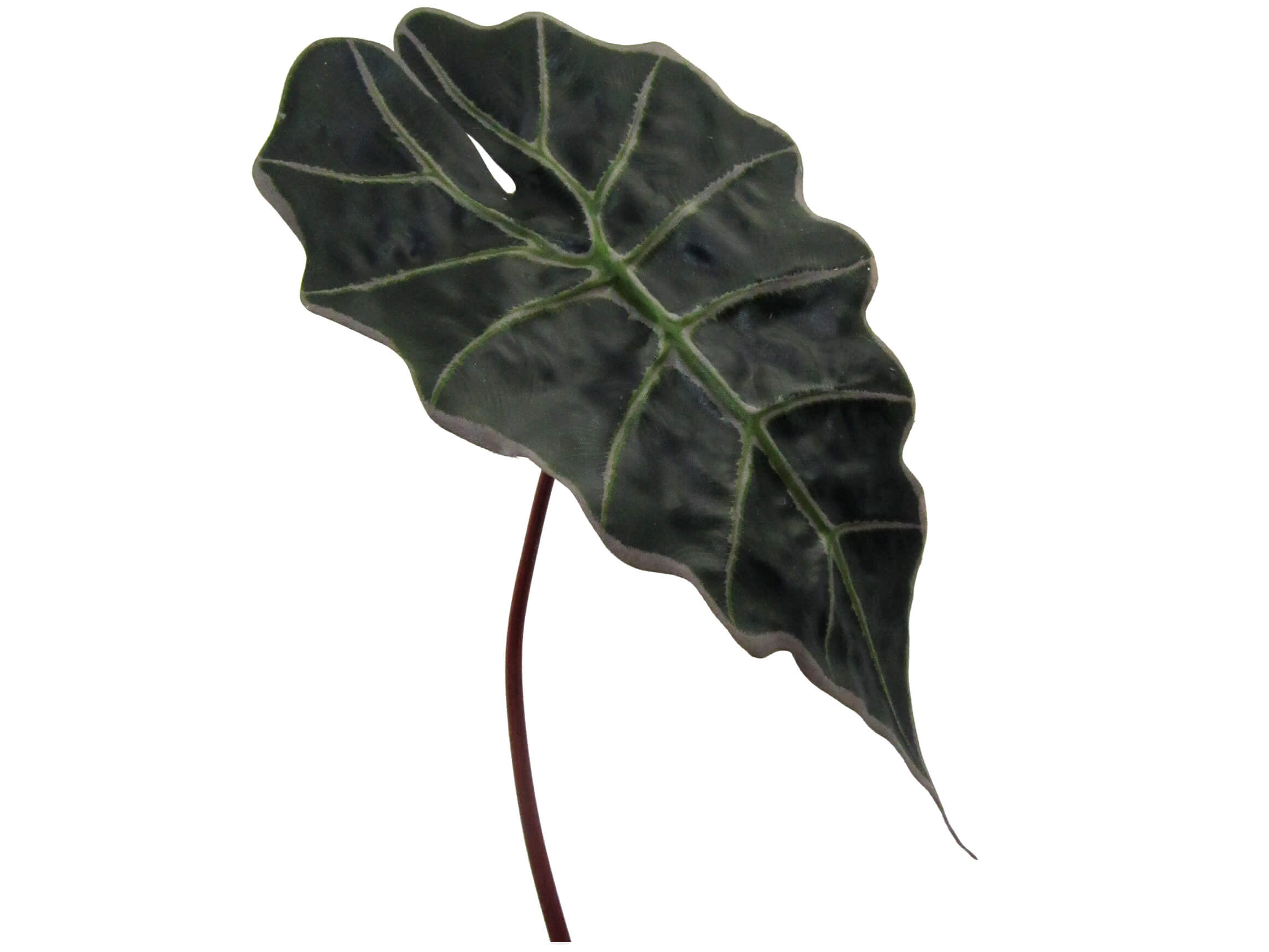 Gasper Kunstblume Alocasienblatt H: 67 cm  | Schubiger Möbel